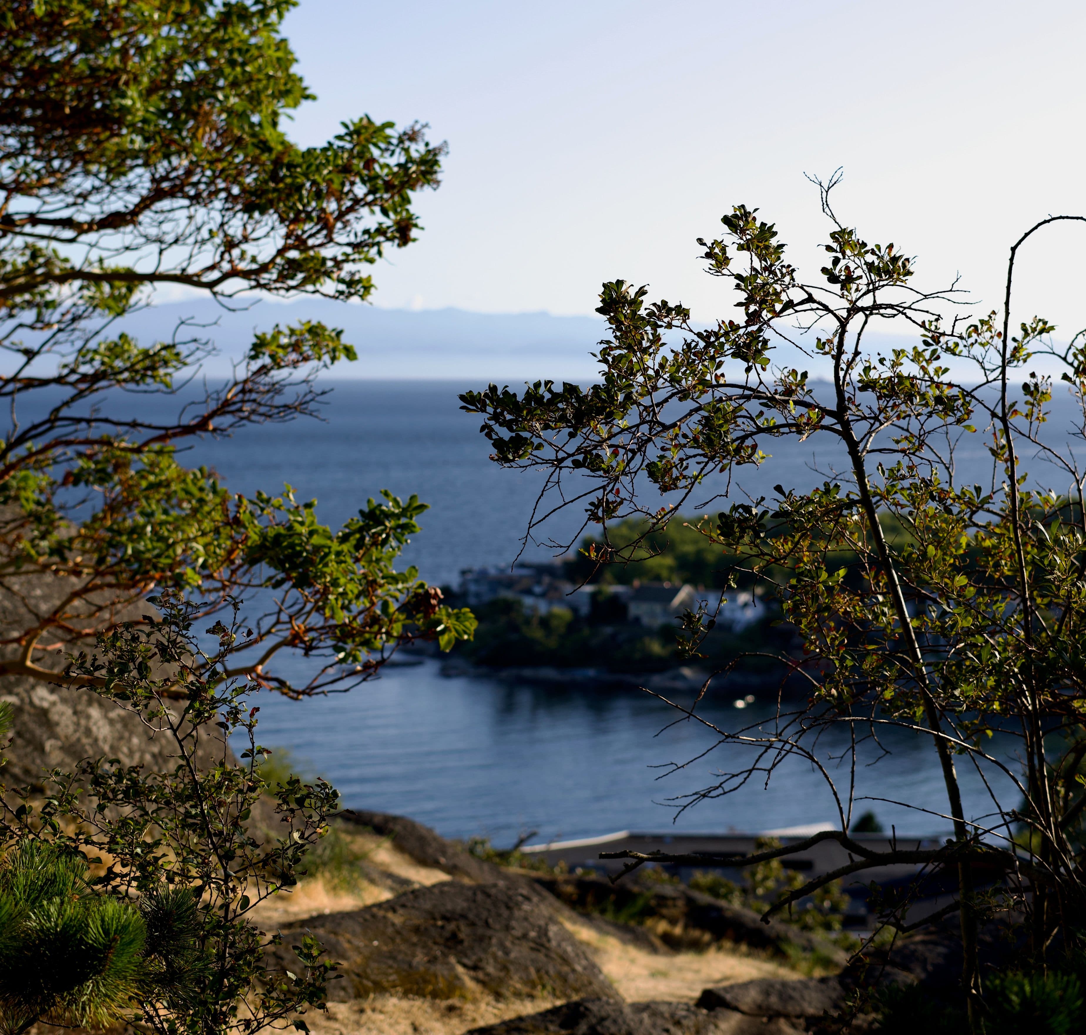 image of arbutus trees with ocean inlet and mountains in background